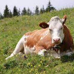 Cattle grazing on agricultural land