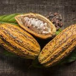 Cocoa pods and cocoa beans