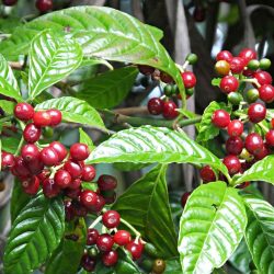 Ripe coffee cherries on a coffee plant