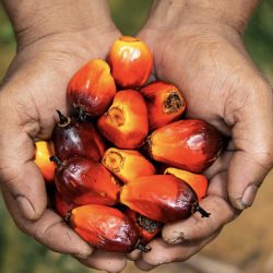 Fresh oil palm fruit bunches