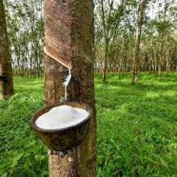 Natural rubber being tapped from a rubber tree