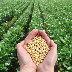 Soya beans held above a soya crop